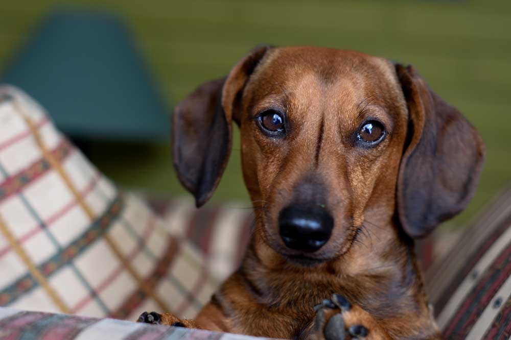 Mit Hund durch die Stadt: Tierfreundliche Ausflugstipps